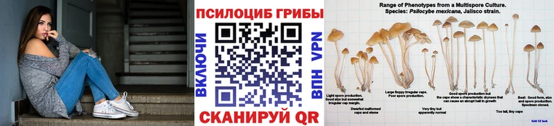 Псилоцибиновые грибы прущие грибы  Пучеж 